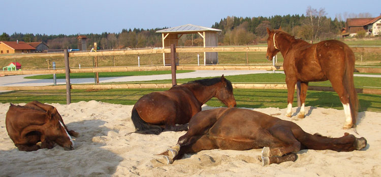 Reitanlage Gut Kastensee
